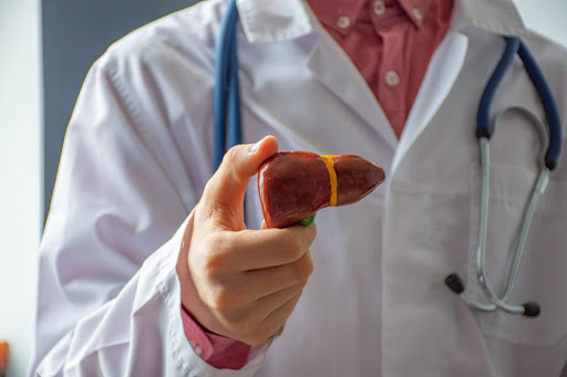 A doctor, hepatologist or gastroenterologist shows an anatomical, reduced model of the liver to the camera from the front or to the patient